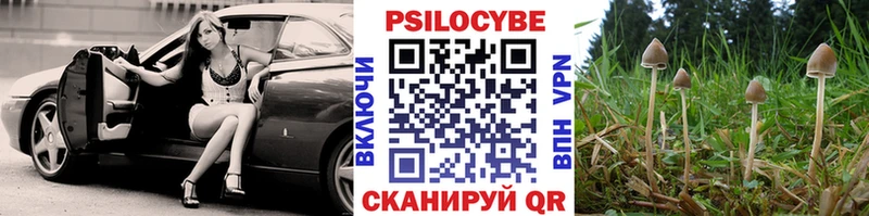 Псилоцибиновые грибы Psilocybine cubensis  купить наркотики сайты  Новомичуринск 