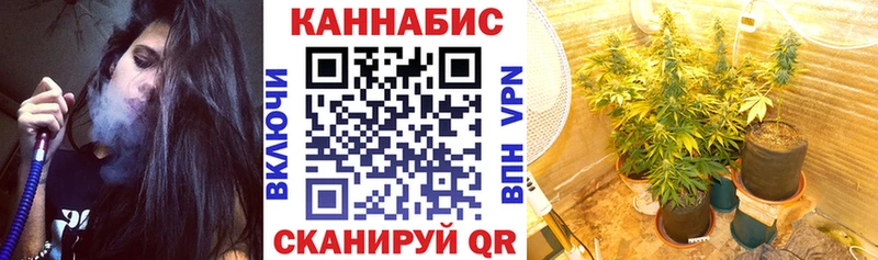 Конопля гибрид Новомичуринск